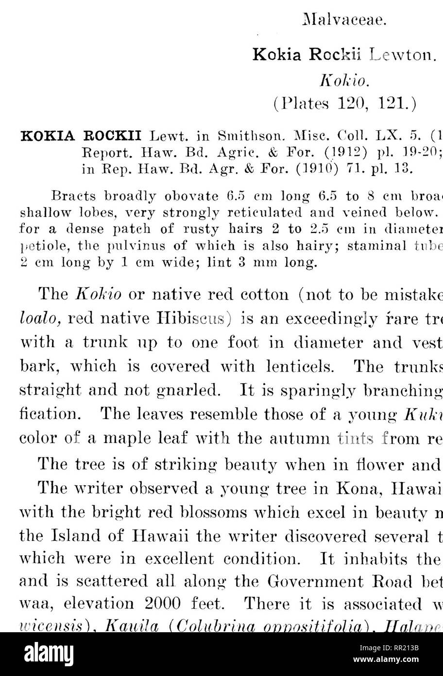 . The indigenous trees of the Hawaiian Islands. Trees. (&quot;irowiiiH on tlK' KOKIA BOCKII Lcwton. Kokio tree. elevation 2500 ieet.. Please note that these images are extracted from scanned page images that may have been digitally enhanced for readability - coloration and appearance of these illustrations may not perfectly resemble the original work.. Rock, Joseph Francis Charles, 1884-1962. Honolulu, T. H. Stock Photo