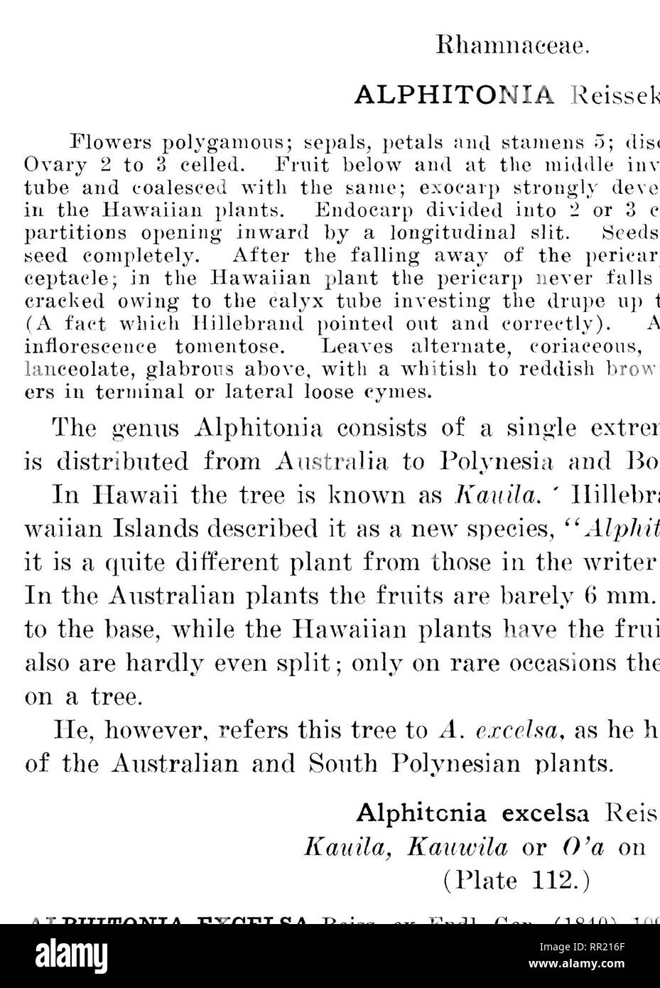 . The indigenous trees of the Hawaiian Islands. Trees. Fniitiiiix 1.rniH-1i pi Annfii, Kali ALPHITONIA EXCELSA Reiss. Kauila or O'a. ihmt trunk of tree. (^wwirig on the oiitliern sloites of Ilaleiikala/iljuii; f 'ti (roiiglO lava fields of vation 21)1)0 feet.. Please note that these images are extracted from scanned page images that may have been digitally enhanced for readability - coloration and appearance of these illustrations may not perfectly resemble the original work.. Rock, Joseph Francis Charles, 1884-1962. Honolulu, T. H. Stock Photo