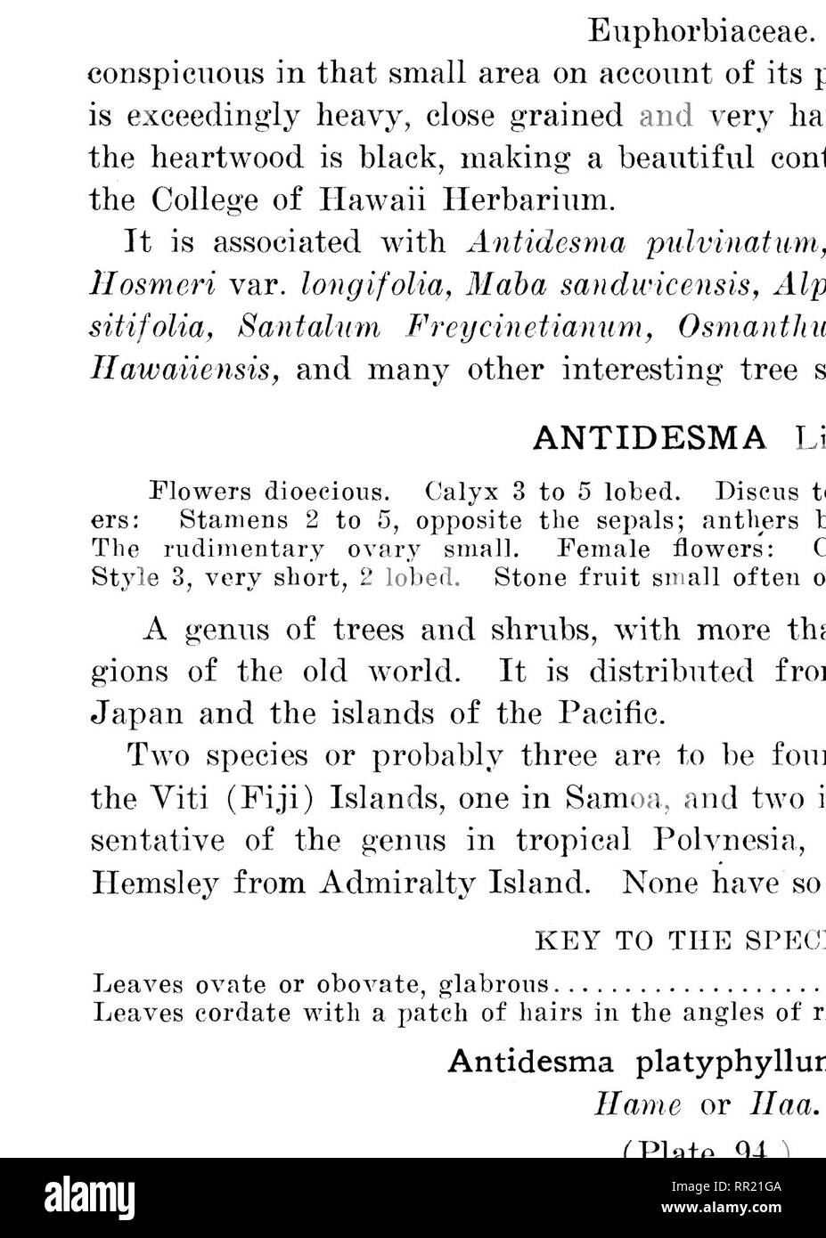 . The indigenous trees of the Hawaiian Islands. Trees. PLATE 94.. ANTIDESMA PLATYPHYLLUM lf&gt;ixn). Hame or Haa. lititig hnuu'h, le«B than one^iulf iiHtiind. Please note that these images are extracted from scanned page images that may have been digitally enhanced for readability - coloration and appearance of these illustrations may not perfectly resemble the original work.. Rock, Joseph Francis Charles, 1884-1962. Honolulu, T. H. Stock Photo