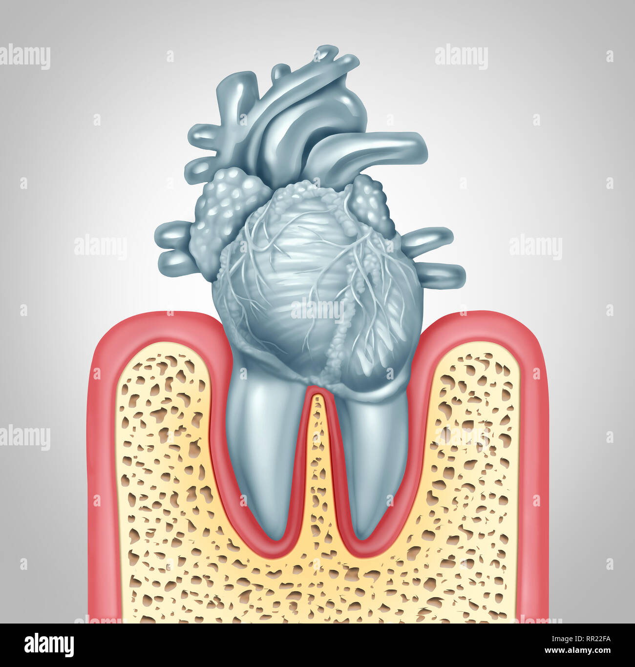 Dental care or oral health and heart disease hygiene concept caused by tooth plaque and gum infection due to mouth bacteria damaging the valves. Stock Photo