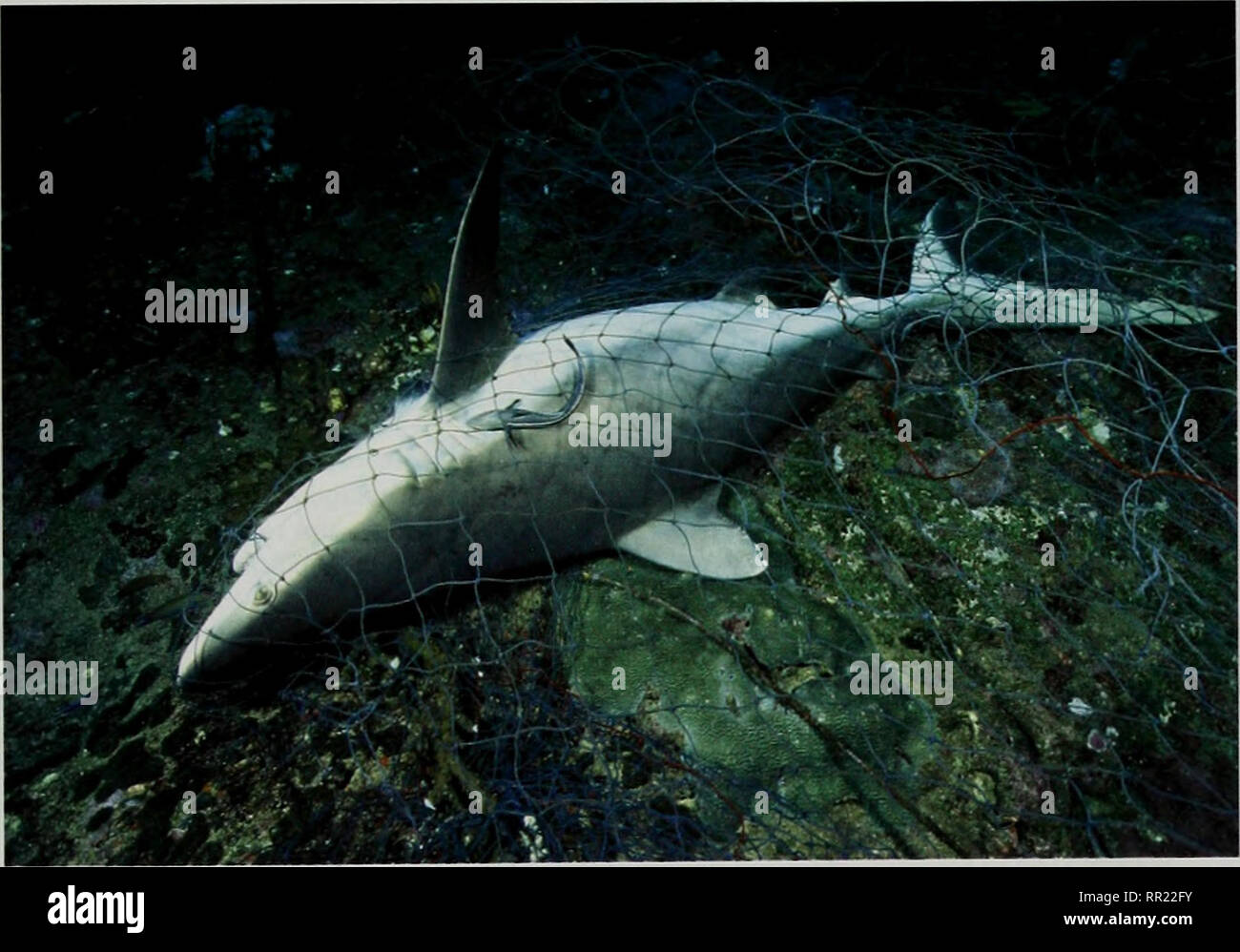 . After the Tsunami: Rapid Environmental Assessment. Case study: Ghost ...