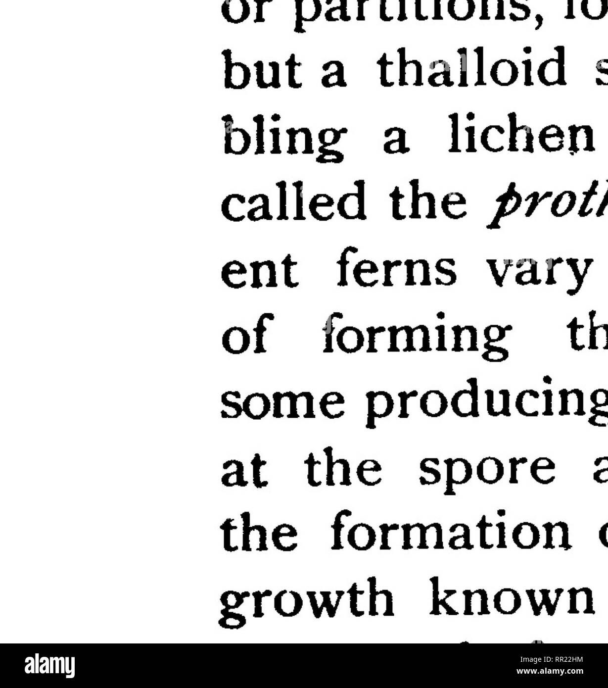 . Our native ferns and their allies : with synoptical descriptions of the American Pteridophyta north of Mexico. Ferns. At maturity the antheridium swells by the absorption of water and finally bursts its wall, dis- charging these coiled filaments which possess the power of locomotion, and for this reason are called antherozoids. These antherozoids often drag with them a little vesicle which seems to play no part in the process of repro- duction. (Fig. 24). 73. Archegonia. — The archego- nium (sometimes called pistillidium), is also a rounded mass of tissue usu- ally less prominent than the an Stock Photo