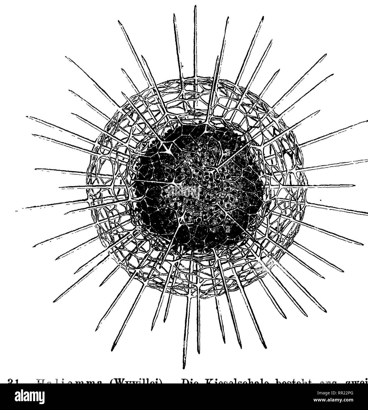 . Das protistenreich. Eine populäre uebersicht über das formengebiet