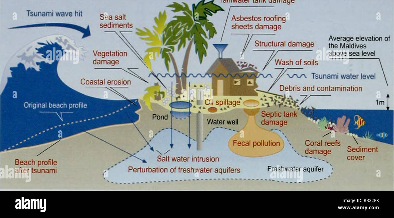 Tsunami typical damage