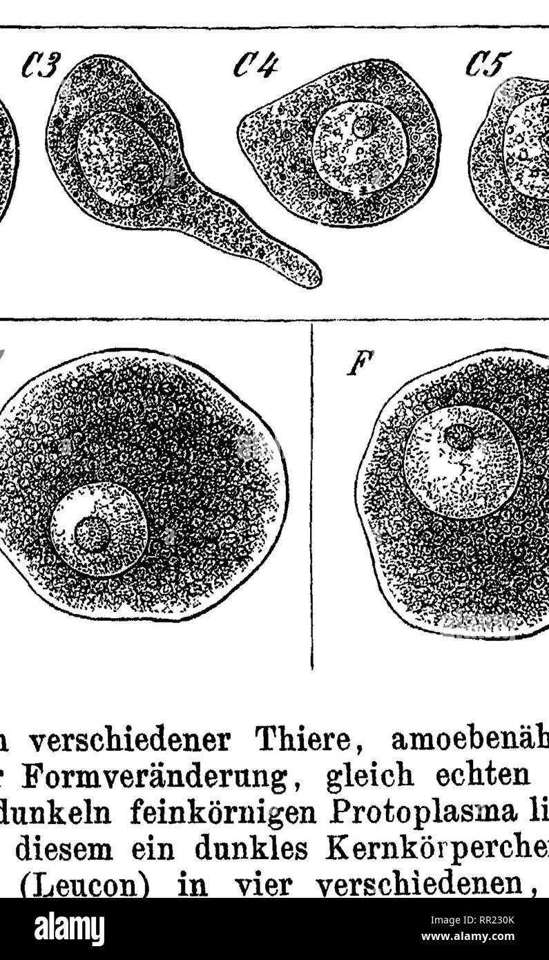 . Das protistenreich. Eine populäre uebersicht über das formengebiet der niedersten lebewesen. Mit einem wissenschaftlichen anhange: System der protisten. Unicellular organisms. Fig. 4. Amoebenähn- liche Eizelle eines Kalkschwammes (Olyn- thus), weite Strecken im Körper des', Letzte- ren fortkriechend. 1-—C. Fig. 6. Quadrula (symmetrica). Eine gepanzerte Amoebe, deren Schale aus quadratischen Plätt- chen zierlich zusammengesetzt ist. Oben liegt ein kugeliger Zellkern (n) im Protoplasma, unten treten mehrere Lappenfüsschen vor(l). Fig. 7. Monocy- stis (agilis), eine schmarotzende Gre- garine au Stock Photo