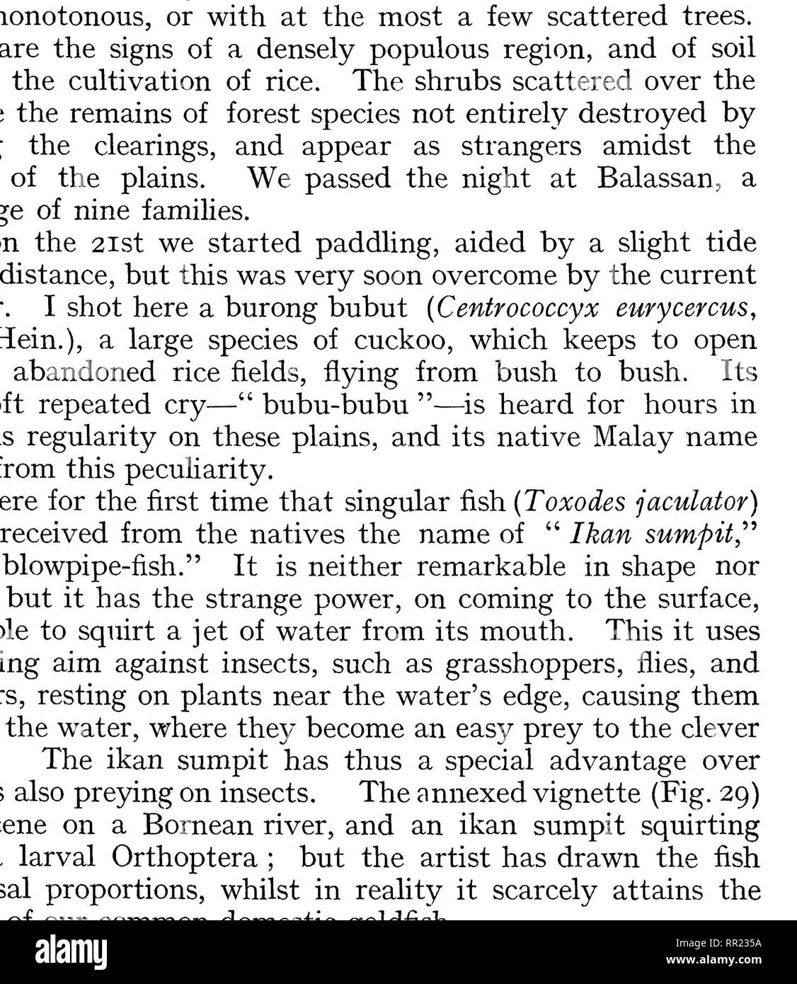 . Wanderings in the great forests of Borneo; travels and researches of a naturalist in Sarawak. Botany; Zoology; Artocarpus; Bananas. IN BORNEAN FORESTS [chap. to that of a human being under Hke conditions. The remote ancestor of the ikan sumpit must have beheld objects which it desired to possess, but which were beyond its means of capture, and, destitute of both prehensile organ or missile, may have tried to spit (if I may so express it) at the insect which, settled on a blade of grass over- hanging the water, had tempted its avidity. The fish thus utilised •i'fe---. 'X ' ffw*^' v? '4 '^ Stock Photo