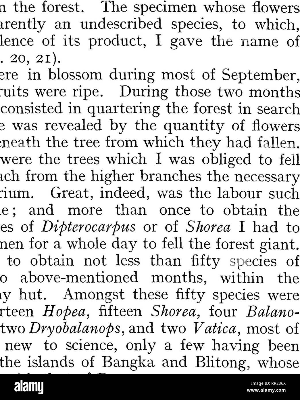 . Wanderings in the great forests of Borneo; travels and researches of a naturalist in Sarawak. Botany; Zoology; Artocarpus; Bananas. Fig. 21.—FLOWERS OF Palaquium optimum (enlarged), the conclusion that the part of Borneo where all these Diptero- carpeae are assembled has been a creative centre in the formation of species, and that these have remained on the very spot where they were first formed. It appears to me presumable that a flora must be the richer in endemic elements the more the land on which ^ If some of the Bornean Dipterocarpeae have a relatively wide geographi- cal distribution, Stock Photo