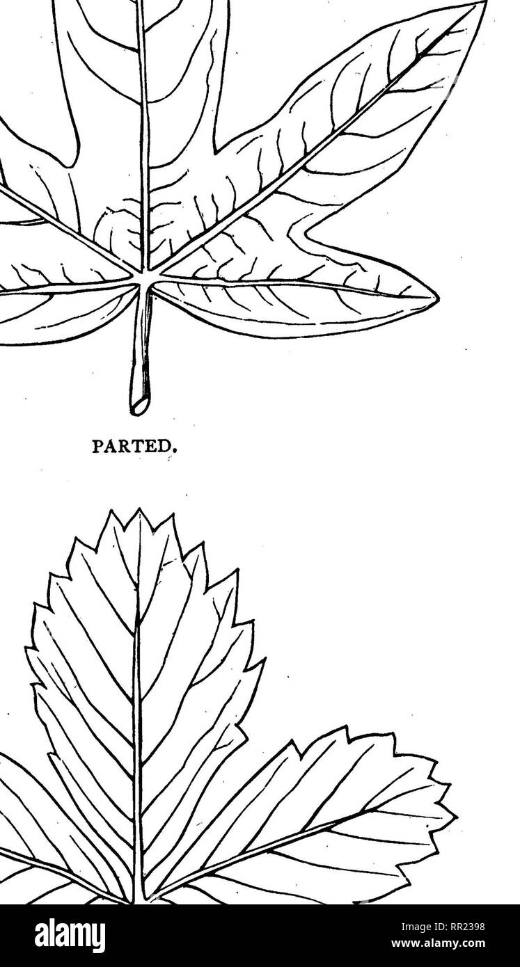 Net Veined High Resolution Stock Photography and Images Alamy