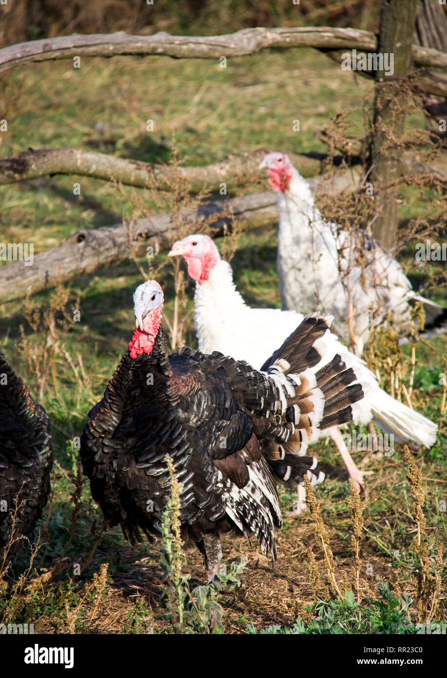 turkeys graze near a wooden fence in the village Stock Photo