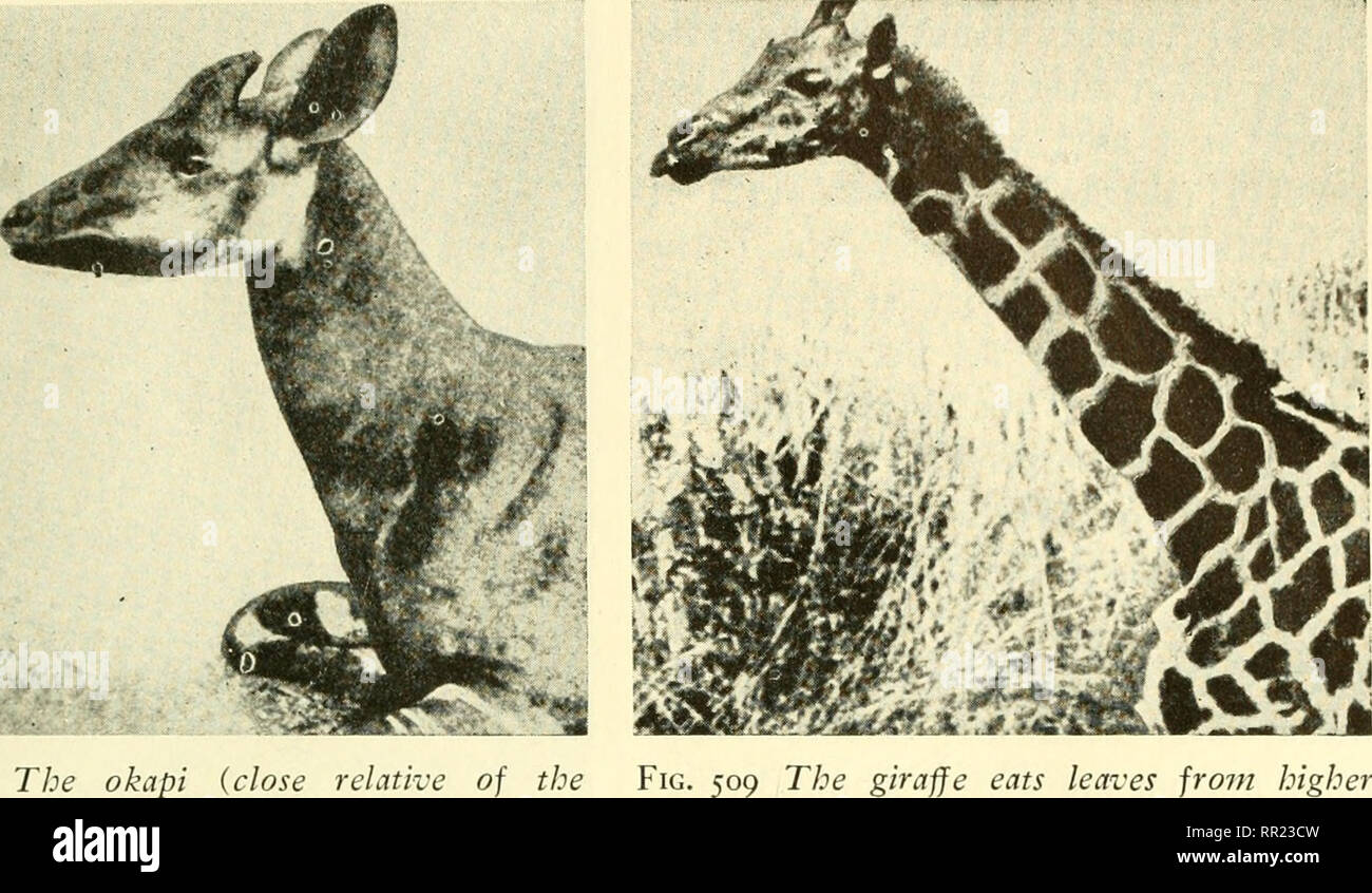 Adventures with animals and plants. Biology. PROBLEM 4. Theories about the  Origin of Kivds of Living Things 559. Fig. 508 The okapi {close rehuive  giraffe) feeds fro?/! the lower branches of