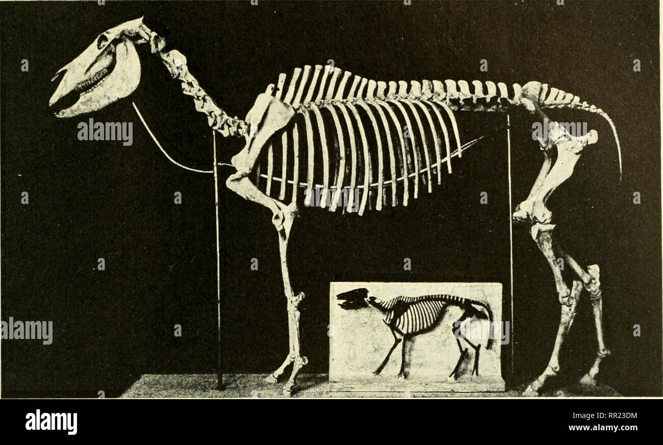 . Adventures with animals and plants. Biology. PROBLEM 2. We Learn of Prehistoric Living Things from Fossils 541. Fig. 493 Skeletons of the modern horse and Eohippus to show comparative sizes. What resemblances and differences can you see? (American museum of natural history) ERA Psychozoic 1,000,000 years Cenozoic 60,000,000 years Mesozoic 200,000,000 years Paleozoic 550,000,000 years Proterozoic 1,000,000,000 years Archeozoic 2,000,000,000 years AGE OF Man Mammals '&quot;&quot; Reptiles Amphibians Fishes Invertebrates Simple living forms Earliest living things ^l Fig. 494 The numbers in the Stock Photo