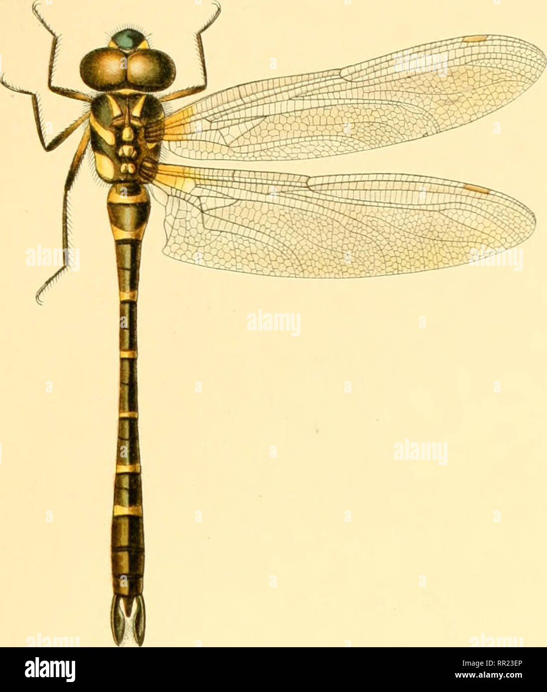 Aeschnines Aeshnidae Collections Selys Fascicule X X Ae Sch N Ine S Planche V Please Note That These Images Are Extracted From Scanned Page Images That May Have
