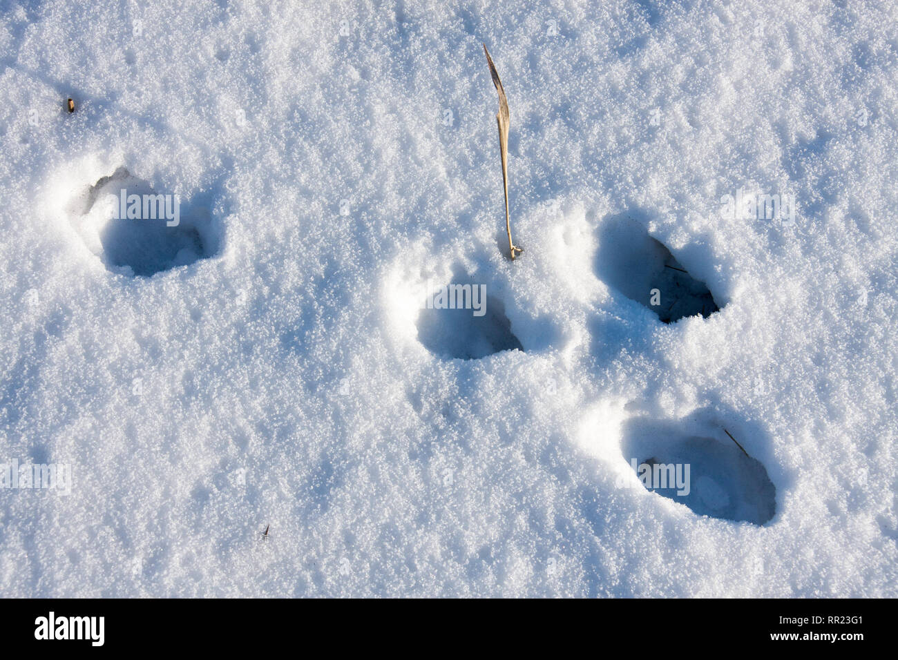 hare tracks in winter in the snow Stock Photo - Alamy