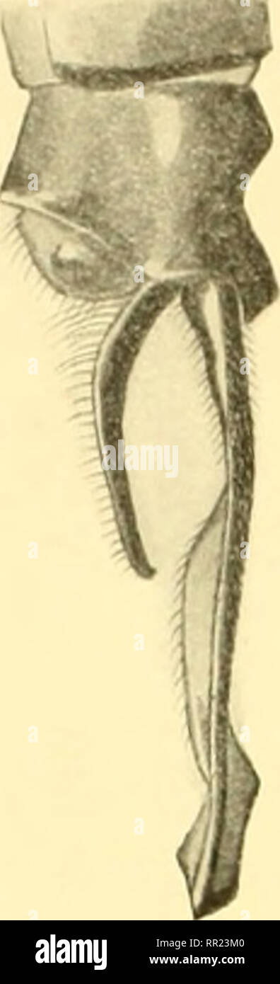 . Aeschnines. Aeshnidae. FiG. lê Appendices de Gynacantiui cytindrata Karsch (Coll. Selys). plus claires; les 4-7= comme le 3' ; les 8-g' avec des nuances rougeàtres de chaque côté de l'arête dorsale. Appendices bruns, les supérieurs de la longueur des deux derniers segments, très épais à la base, grossissant fortement après le premier quart et arrondis intérieurement, puis découpés intérieurement au troisième quart, enfin grossissant beaucoup au bout qui est coupé en biseau, avec une pointe extérieure; l'inférieur triangulaire large, de moitié des supérieurs. L'inférieur est bordé de noir, de Stock Photo