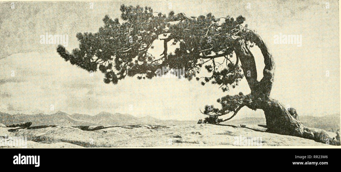 Adventures with animals and plants. Biology. 488 Organisms Are Products of  Heredity and Environjnent unit ix. Fig. 437 Sentinel Fine, Yosemite  National Park. Its one-sided growth is caused by wind. If
