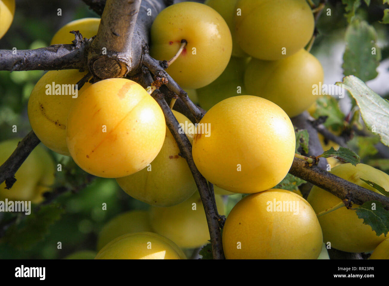 Peach plum garden hires stock photography and images Alamy