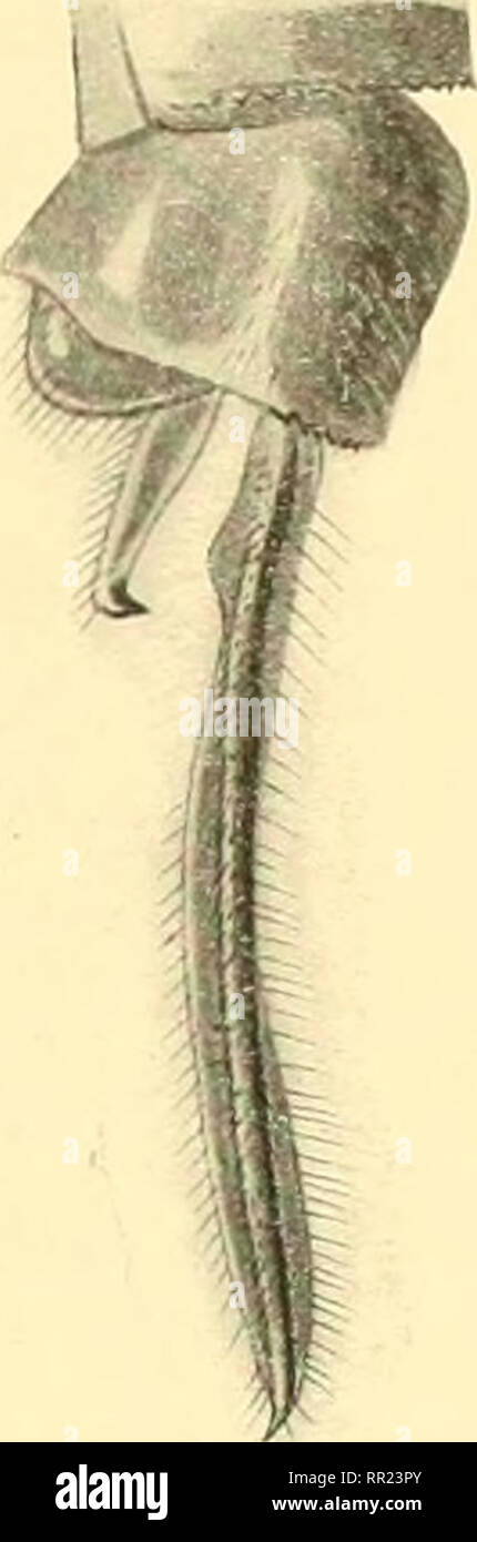 . Aeschnines. Aeshnidae. FiG. 173. — Appendices de Gynacanllia lihiaia çf Karsch (Coll. Martin). bout; le 2' segment de l'abdomen avec des dessins bleus; le lo&quot;' jaune; les appendices jaunes, très longs, assez larges, en feuilles; les deuxièmes tarses souvent noirs. Coll. Selys : 4 spécimens. Habitat : Mexique, Chiriqui, Ecuador. 5. [G. chelifera] (fig. 174). Mac Lachlan, Ann. et Mag. nat. hist., 1895.. Please note that these images are extracted from scanned page images that may have been digitally enhanced for readability - coloration and appearance of these illustrations may not perfec Stock Photo