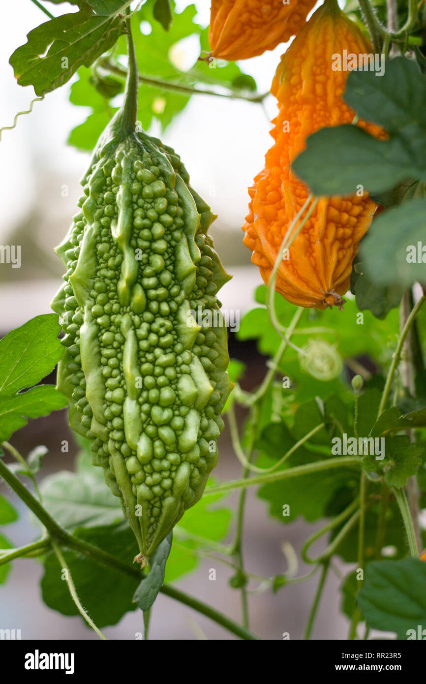 Green And Yellow Bitter Melon Or Momordica With Leaf On A Bush Close Up Stock Photo Alamy Green And Yellow Bitter Melon Or Momordica With Leaf On A Bush Close Up Stock Photo Alamy