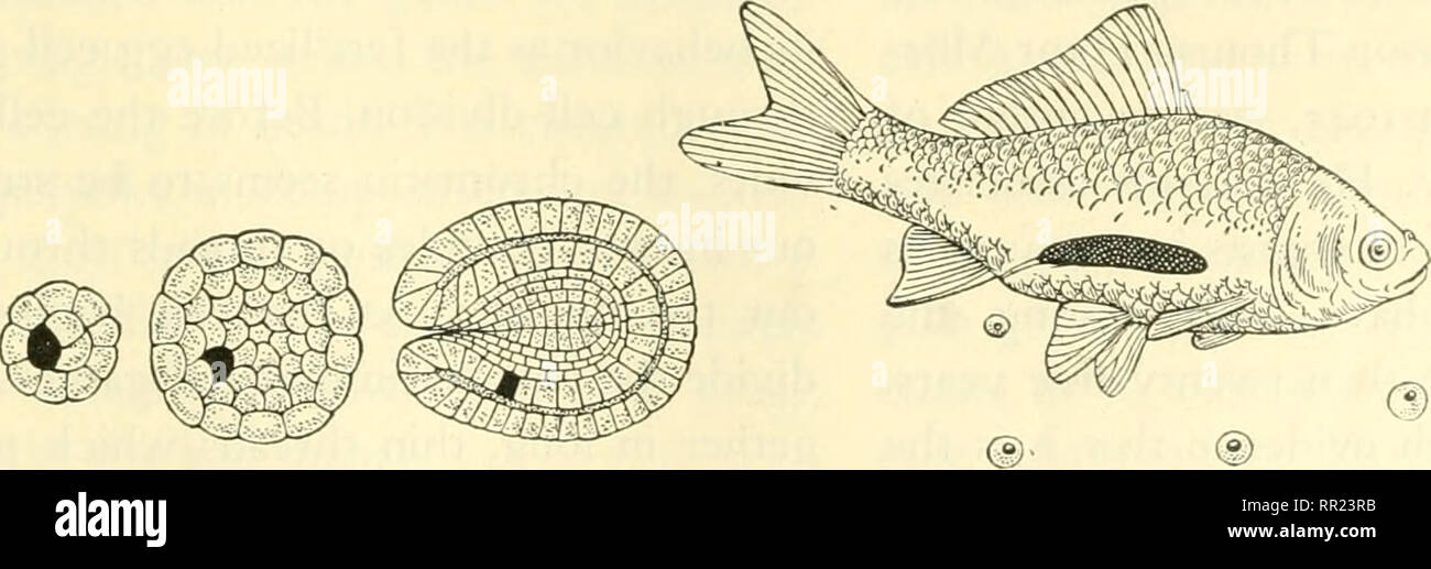 Adventures with animals and plants. Biology. PROBLEM 1 Why Do Offspring Resemble Their Parents? Many animals have two different types of cells. Let us examine again the de- velopment of an Adventures with animals and plants. Biology. PROBLEM 1 Why Do Offspring Resemble Their Parents? Many animals have two different types of cells. Let us examine again the de- velopment of an