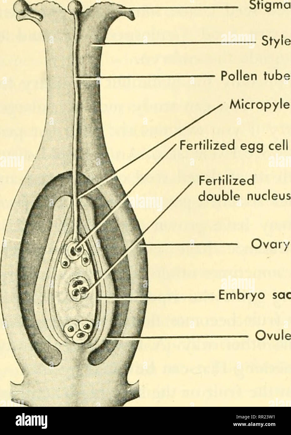 Adventures with animals and plants. Biology. PROBLEM 3. Hom^ Cojnplex Flams  Stigma Pollen tube Micropyle zed egg eel Fertilized ble nucleus. Fig. 392  Section through pistil after fertiliza- tion has occtirred.