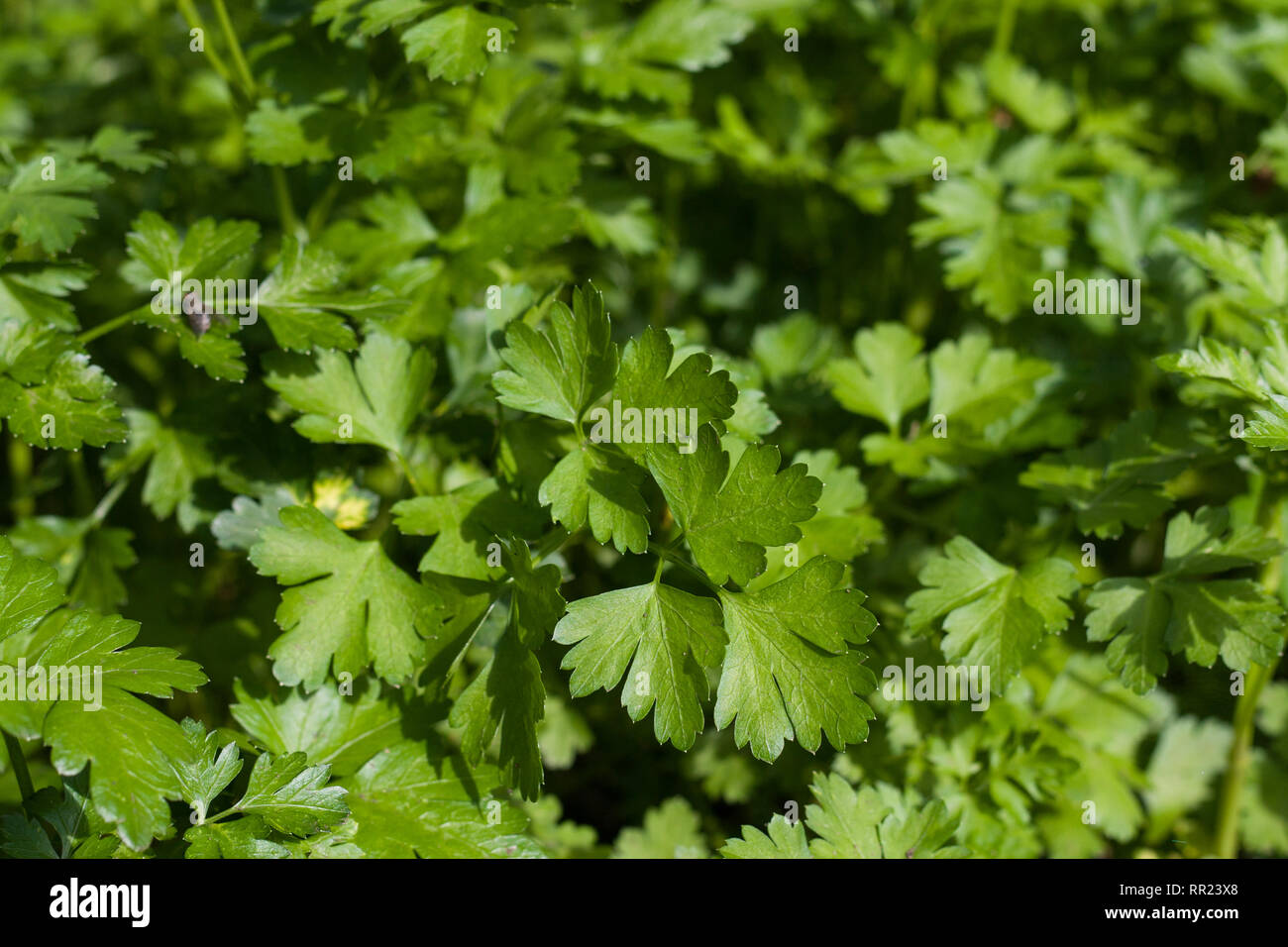 fresh green parsley leaves as background Stock Photo Alamy