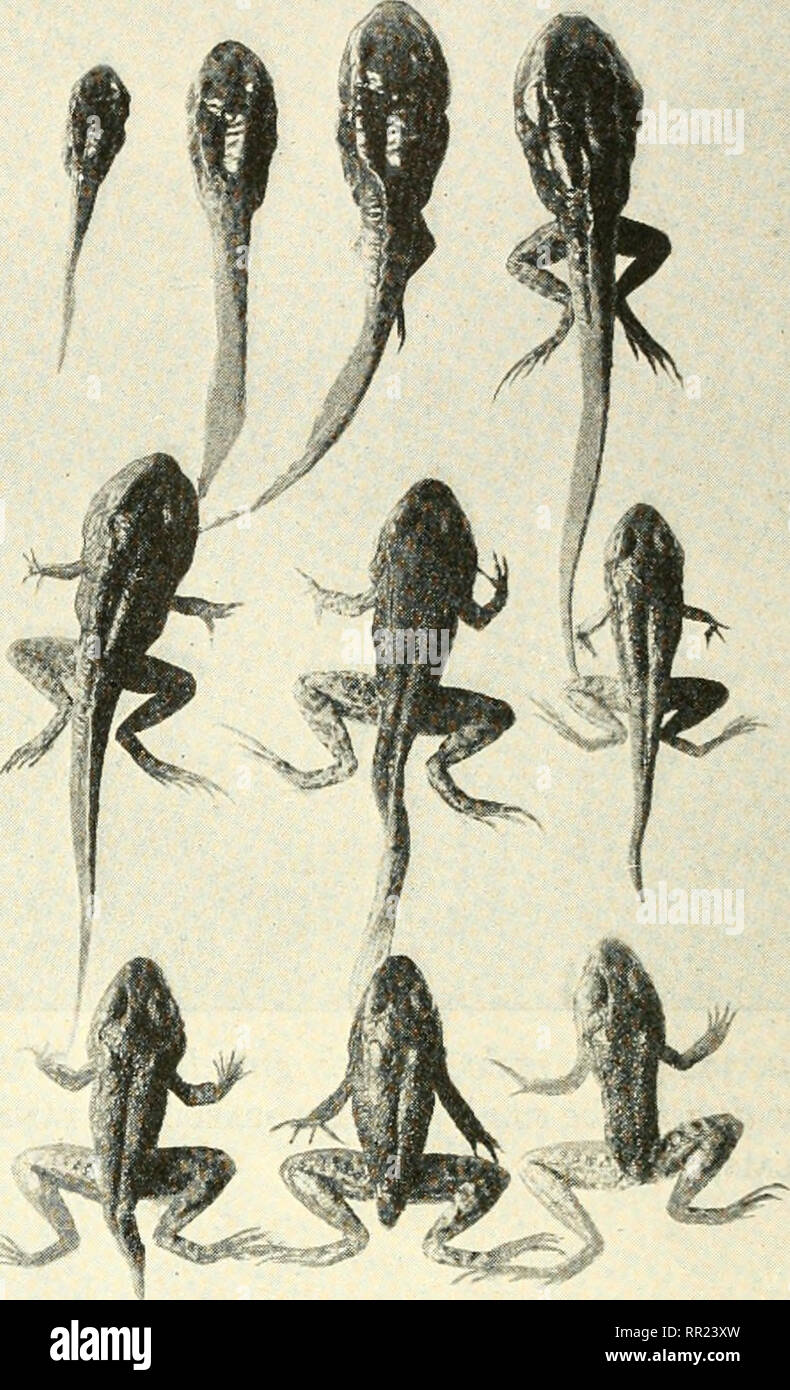 Eggs in jelly like substance hires stock photography and images Alamy