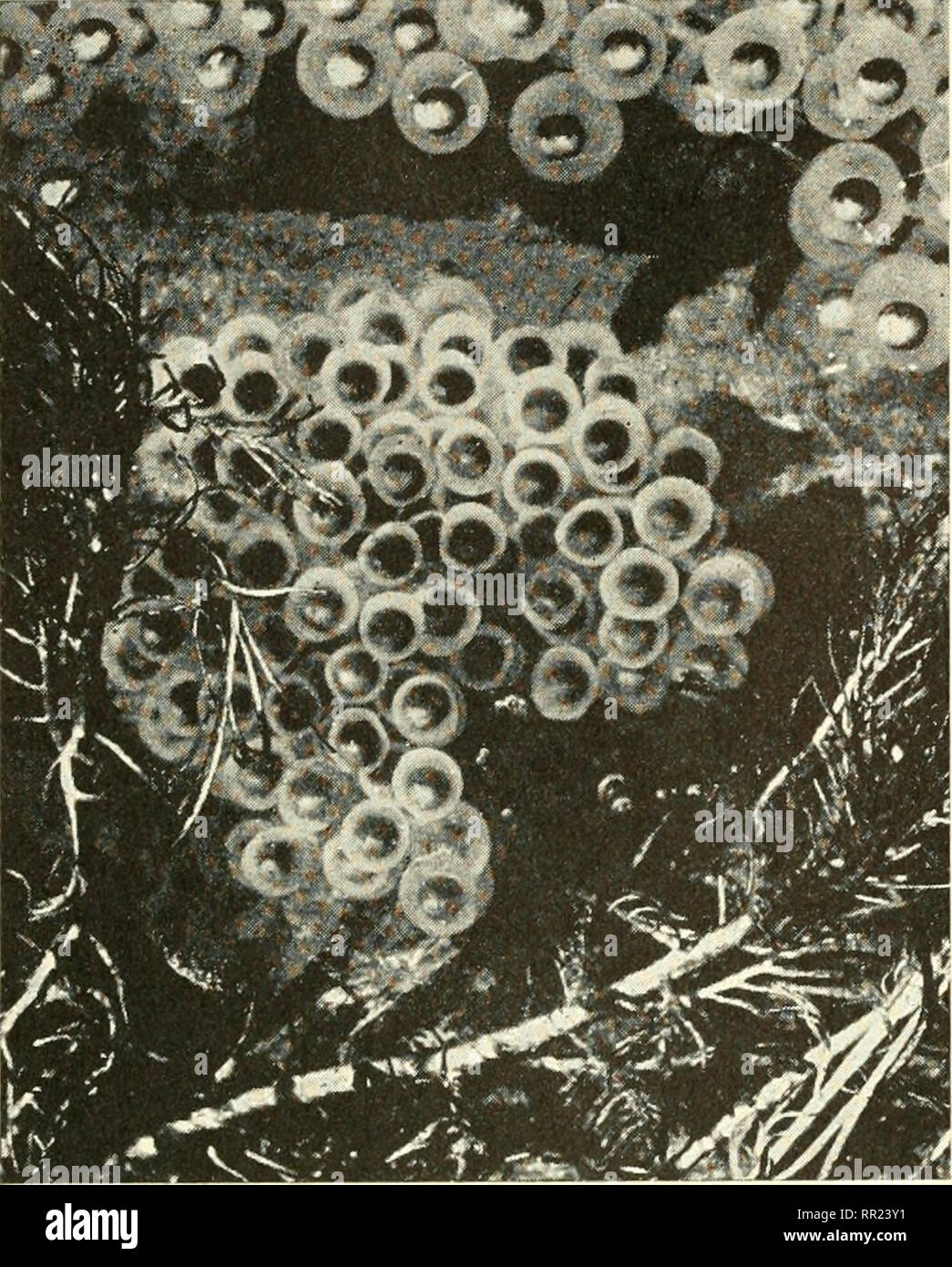 Eggs in jelly like substance hires stock photography and images Alamy