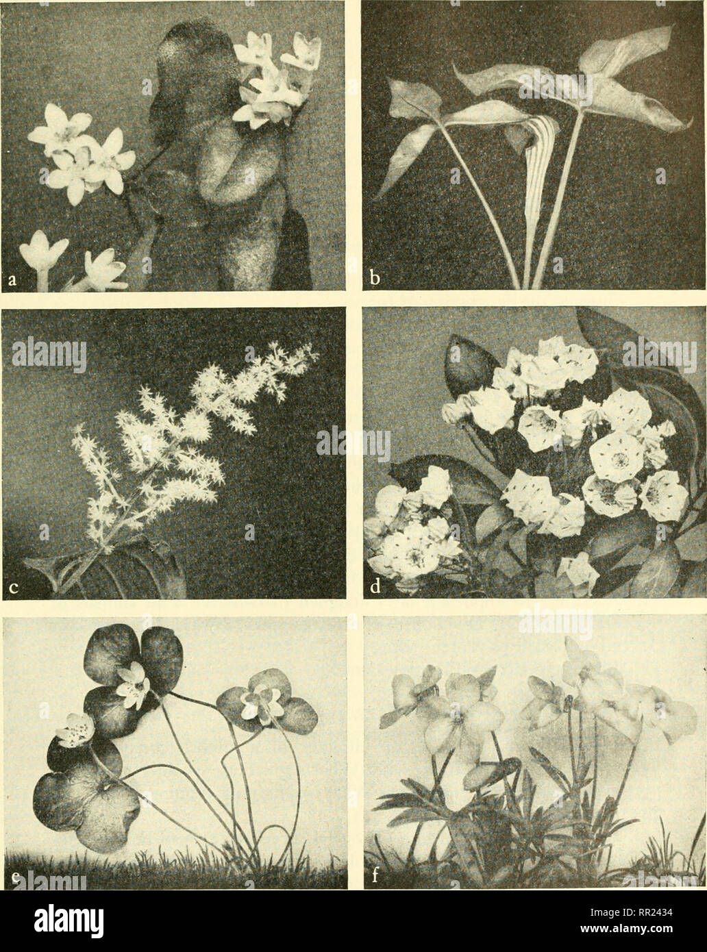 . Adventures with animals and plants. Biology. PROBLEM 4. Why We Ahist Practice Conservation 407. Fig. 358 Wild flowers that need protection. Which do you recognize? a. Trailing arbutus b. Jack-in-the-pidpit c. False Solornon's seal d. Mountain laurel e. Hepatica f. Bird's-foot violet (a, C, f —AMERICAN MUSEUM OF NATURAL HISTORY; b — BROOKLYN BOTANIC GARDEN; e, d — U. S. DEPARTMENT OF AGRICULTURE). Please note that these images are extracted from scanned page images that may have been digitally enhanced for readability - coloration and appearance of these illustrations may not perfectly resemb Stock Photo