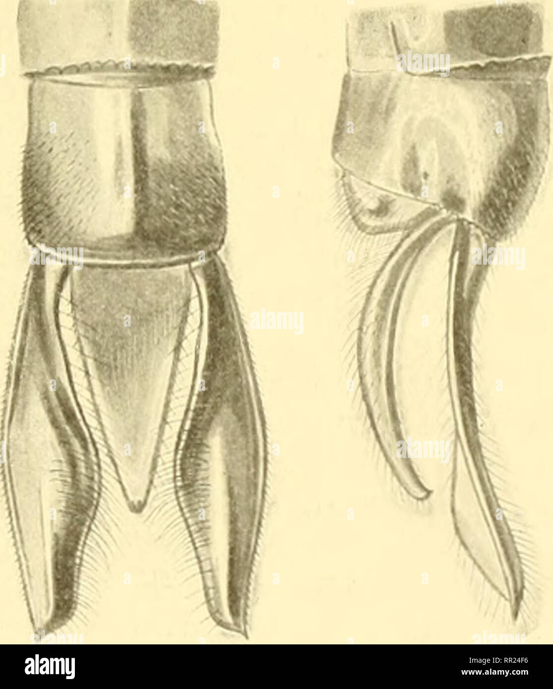 . Aeschnines. Aeshnidae. AESCHNINES 109 Abdomen gonflé ovalairement au 2' segment, resserré au 3% noir marqué de vert ou de bleu : le 2'' segment avec une ligne dorsale coupée au milieu, deux lignes médianes transverses séparées par l'arête, et deux taches terminales; le 3' avec une ligne basale, une ligne dorsale coupée au milieu, deux petites taches centrales et deux taches terminales; les 4-8&quot; avec une ligne basale formant au milieu un triangle dorsal, la pointe en bas, deux taches centrales et deux taches terminales; le 9&quot; court, avec deux traits à la base et deux taches terminal Stock Photo