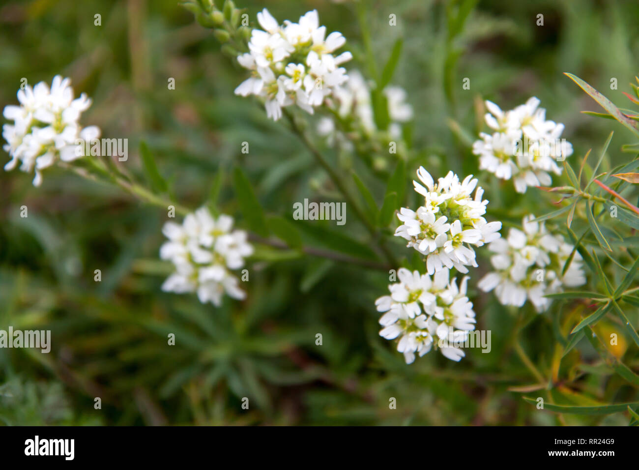 White wild flower hi-res stock photography and images - Alamy