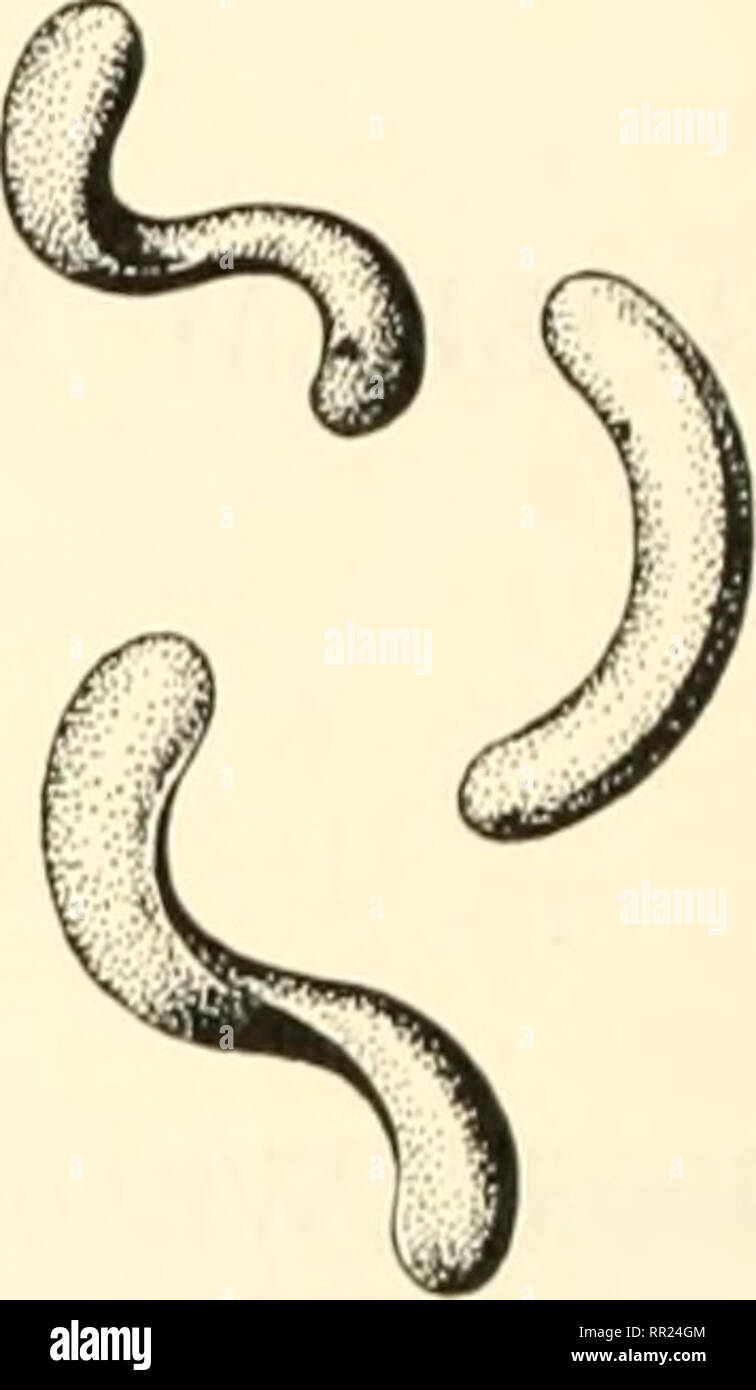 . Adventures with animals and plants. Biology. Cocci. Vibrio comma (Aiiatic cholera) Spirilla. Please note that these images are extracted from scanned page images that may have been digitally enhanced for readability - coloration and appearance of these illustrations may not perfectly resemble the original work.. Kroeber, Elsbeth, 1882-; Wolff, Walter Harold, 1901-. Boston : D. C. Heath Stock Photo