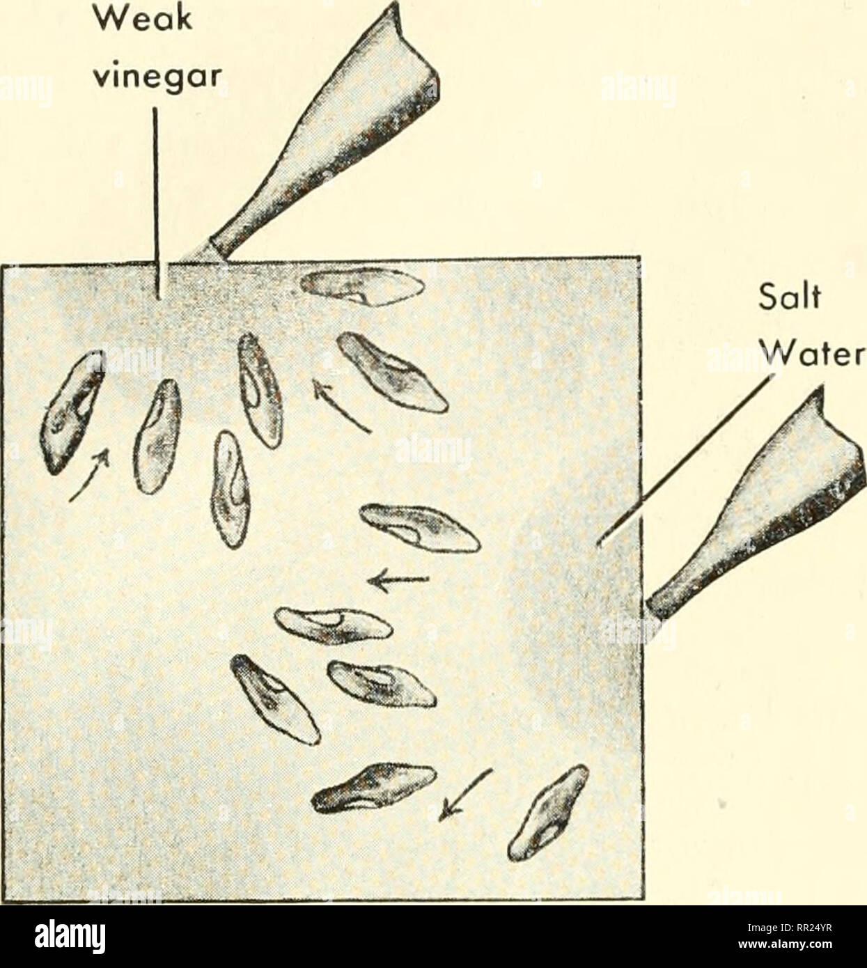 Adventures with animals and plants. Biology. i66 Why Living Weok Salt Water. Fig. 252 How do parainecia re- spond to salt water and weak vinegar? Protozoa respond to many other stim- Adventures with animals and plants. Biology. i66 Why Living Weok Salt Water. Fig. 252 How do parainecia re- spond to salt water and weak vinegar? Protozoa respond to many other stim-