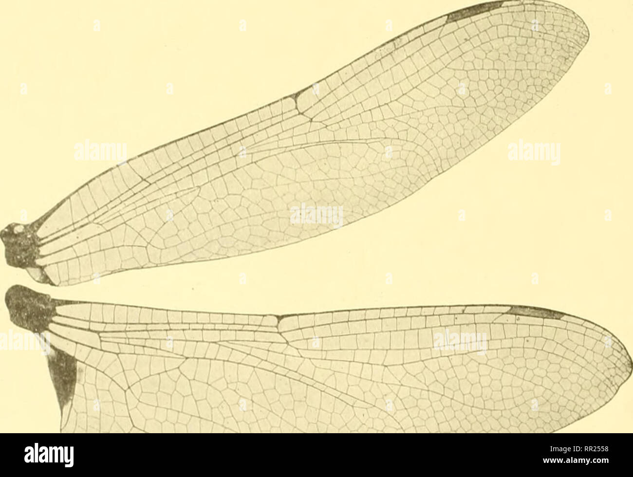 Semblable hi-res stock photography and images - Page 9 - Alamy, image size:1300x980