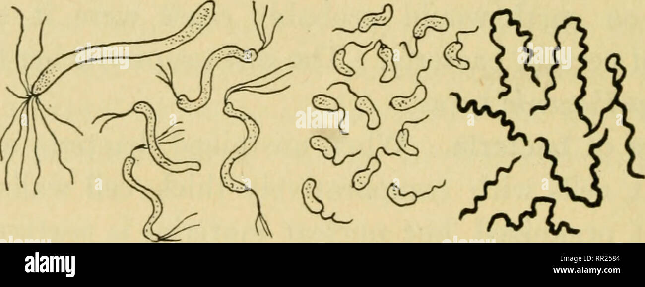 . Advanced biology. Biology; Physiology; Reproduction. ^ ^ ogSbo y Se