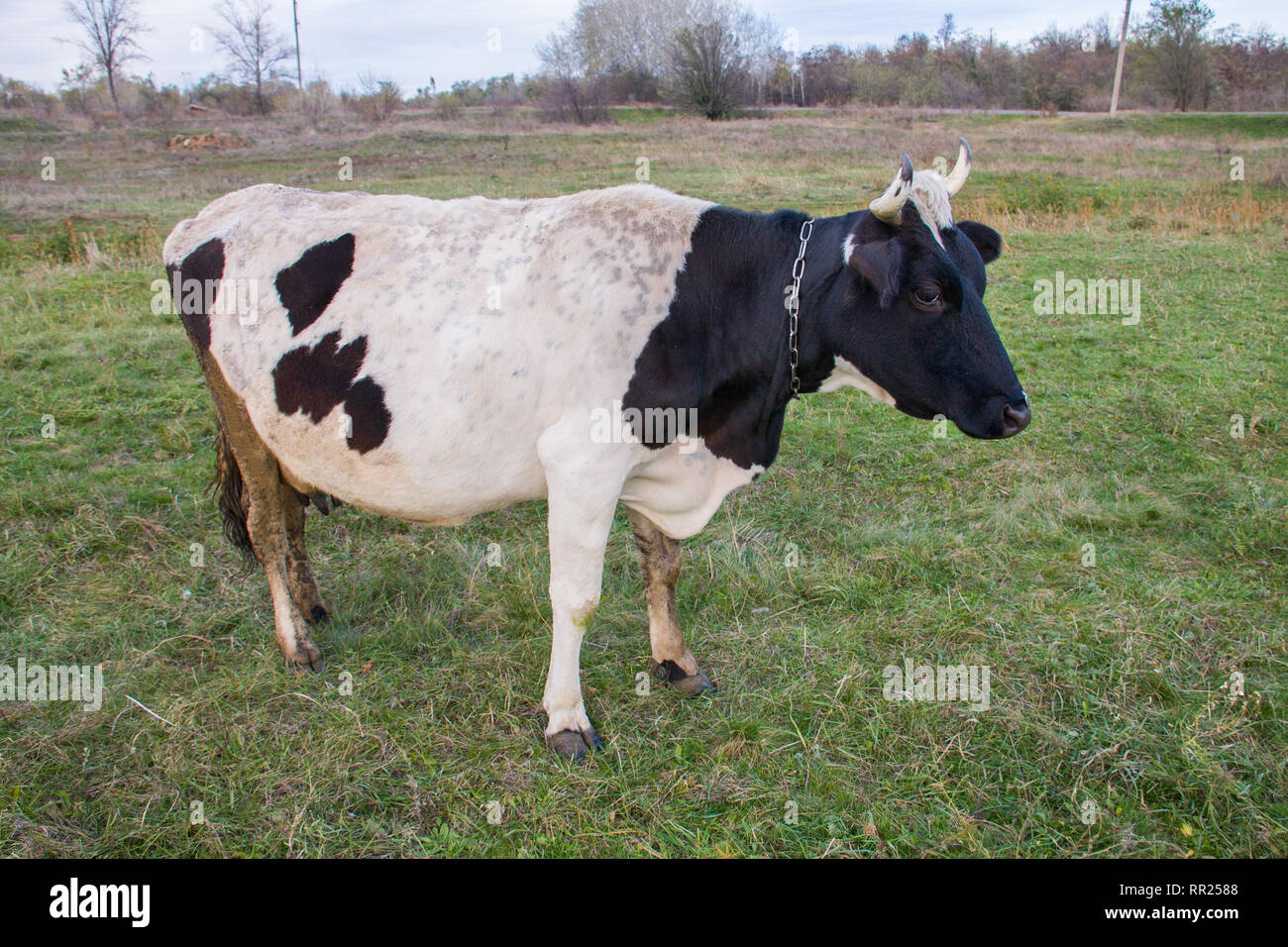Hereford cow black and white hi-res stock photography and images - Alamy