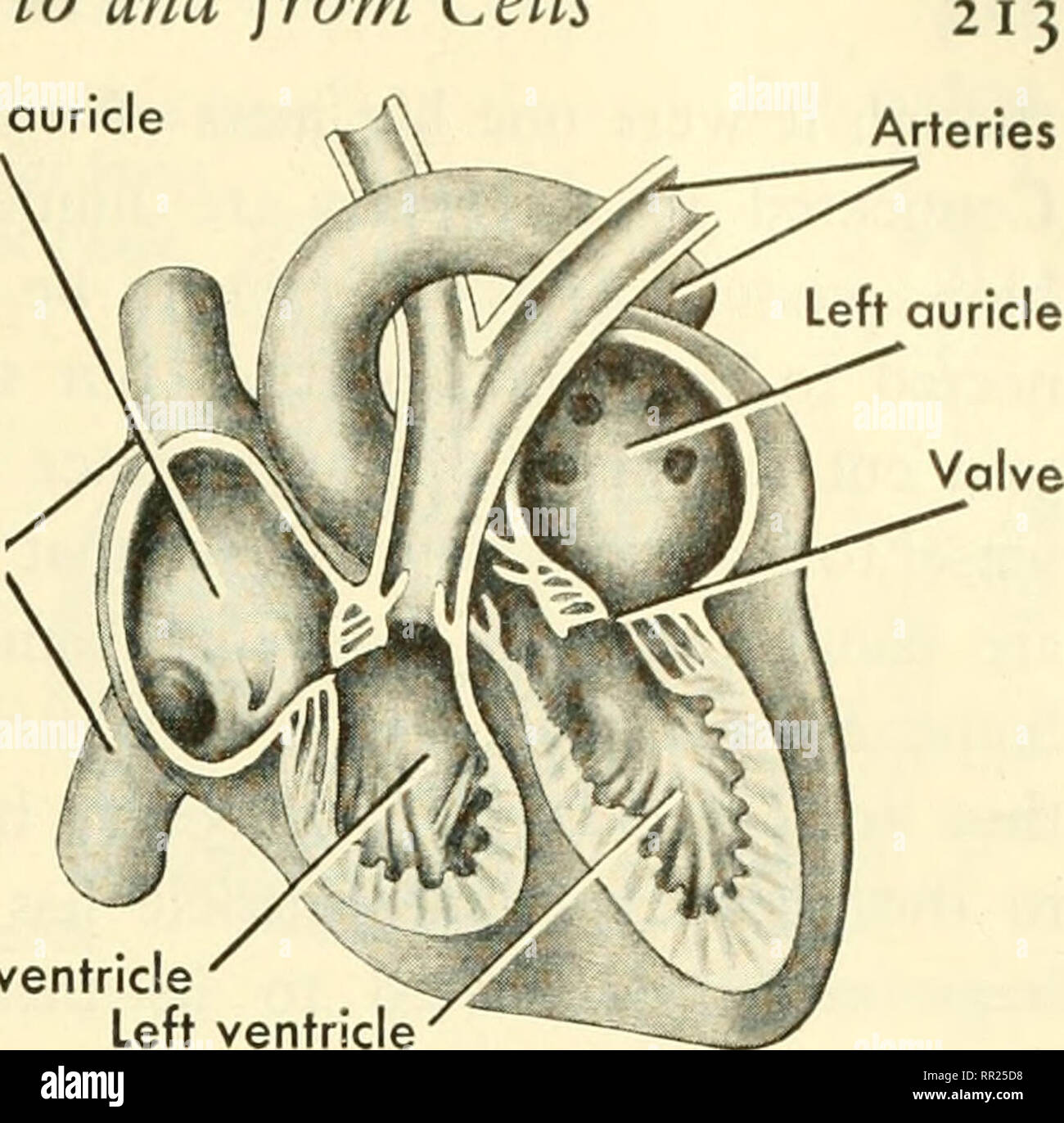 Adventures with animals and plants. Biology. Right ventric Fig. 215 (above)  The heart cut open. Note the four chambers. From which chambers and through  which tubes does blood leave? Fig. 214 (