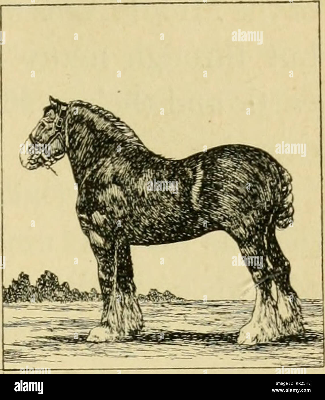 Advanced biology. Biology; Physiology; Reproduction. CHAPTER XXXV PLANT AND ANIMAL BREEDING. speed Horse. Dray Horse. What are some of the results of plant and animal breeding? What are some of the Advanced biology. Biology; Physiology; Reproduction. CHAPTER XXXV PLANT AND ANIMAL BREEDING. speed Horse. Dray Horse. What are some of the results of plant and animal breeding? What are some of the