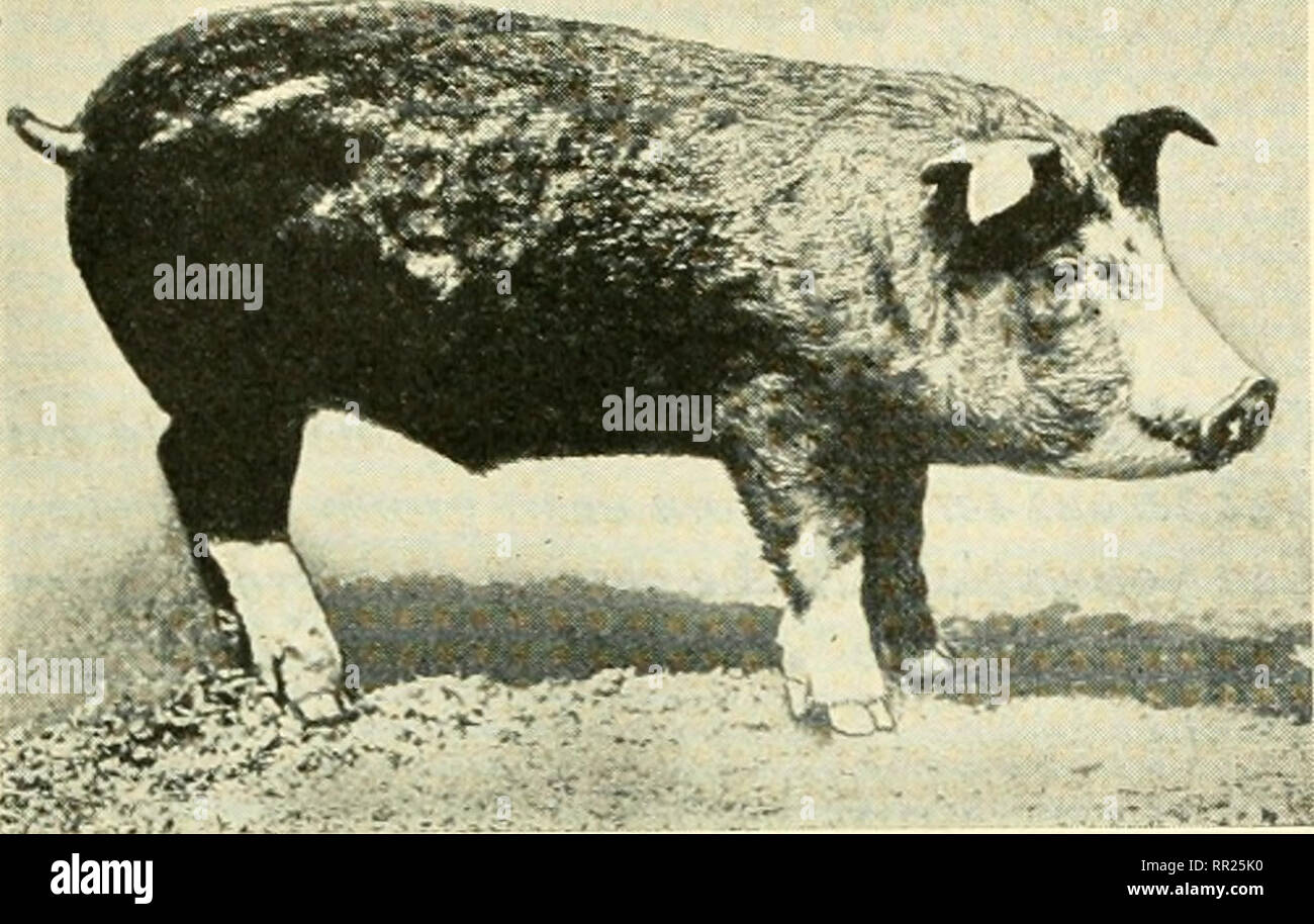 Adventures with animals and plants. Biology. '^^?f^^f-''??mm. Fig. 199 Above is a pig suffering frov! rickets. Below is the same pig after small daily doses of cod liver oil. What did Adventures with animals and plants. Biology. '^^?f^^f-''??mm. Fig. 199 Above is a pig suffering frov! rickets. Below is the same pig after small daily doses of cod liver oil. What did
