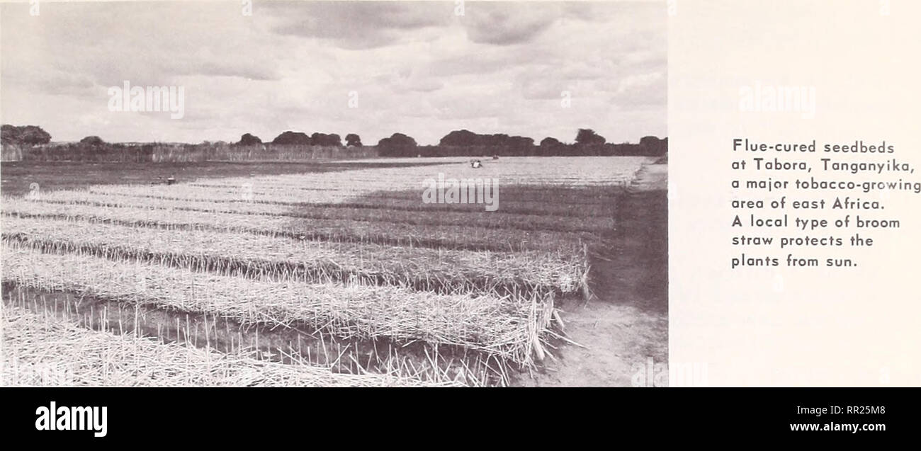 tobacco origin Africa's tobacco industry. Tobacco Africa; Tobacco industry Africa. TABLE  35.—TANGANYIKA: Trade in tobacco, 1959-61 Country of destination or origin  Unmanufactured tobacco Cigarettes Manufactured tobacco 1959 1960 1961 1959  1960 1961 195V