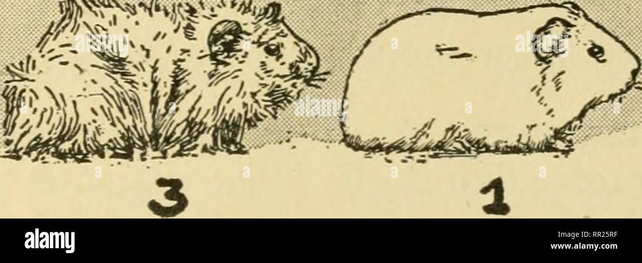 Image showcasing . Advanced biology. Biology; Physiology; Reproduction. '-^'