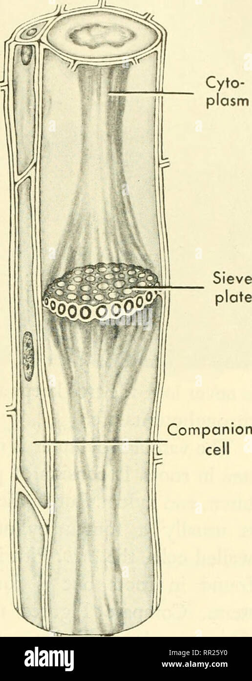 Adventures with animals and plants. Biology. PROBLEM 2. The Part Stems ajtd  Roots Play in Making Food 153 x'Vlong the outer portion of the vas- cular  cyhnder lie tissues known as