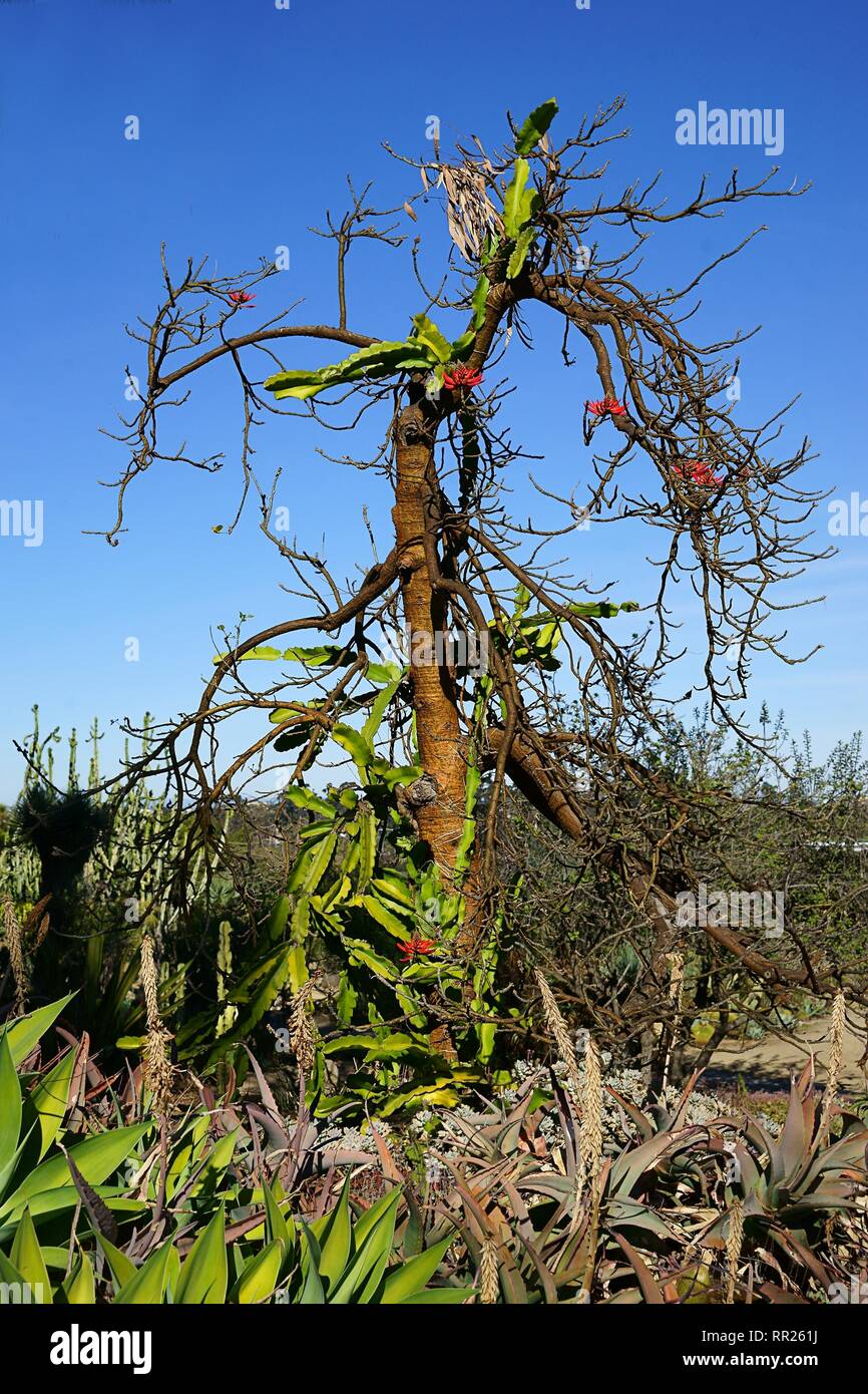 Christmas Cactus with red flowers growing on a dry tree