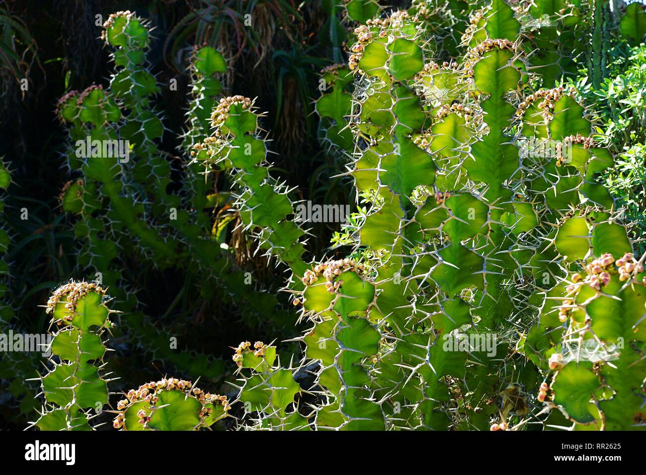 Big backlit thorns of Candelabra cactus (Euphorbia lactea Stock Photo