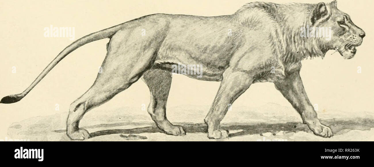 . African nature notes and reminiscences. Hunting; Animal behavior. No. 2.—Lion killed on the Umzingwani River near Bulawayo.. No. 3.—Lion killed on the Botletlie river, near the Makari-kari Salt-pan, in May 1879. To face page 76.. Please note that these images are extracted from scanned page images that may have been digitally enhanced for readability - coloration and appearance of these illustrations may not perfectly resemble the original work.. Selous, Frederick Courteney, 1851-1917. London, Macmillan and co. , limited Stock Photo