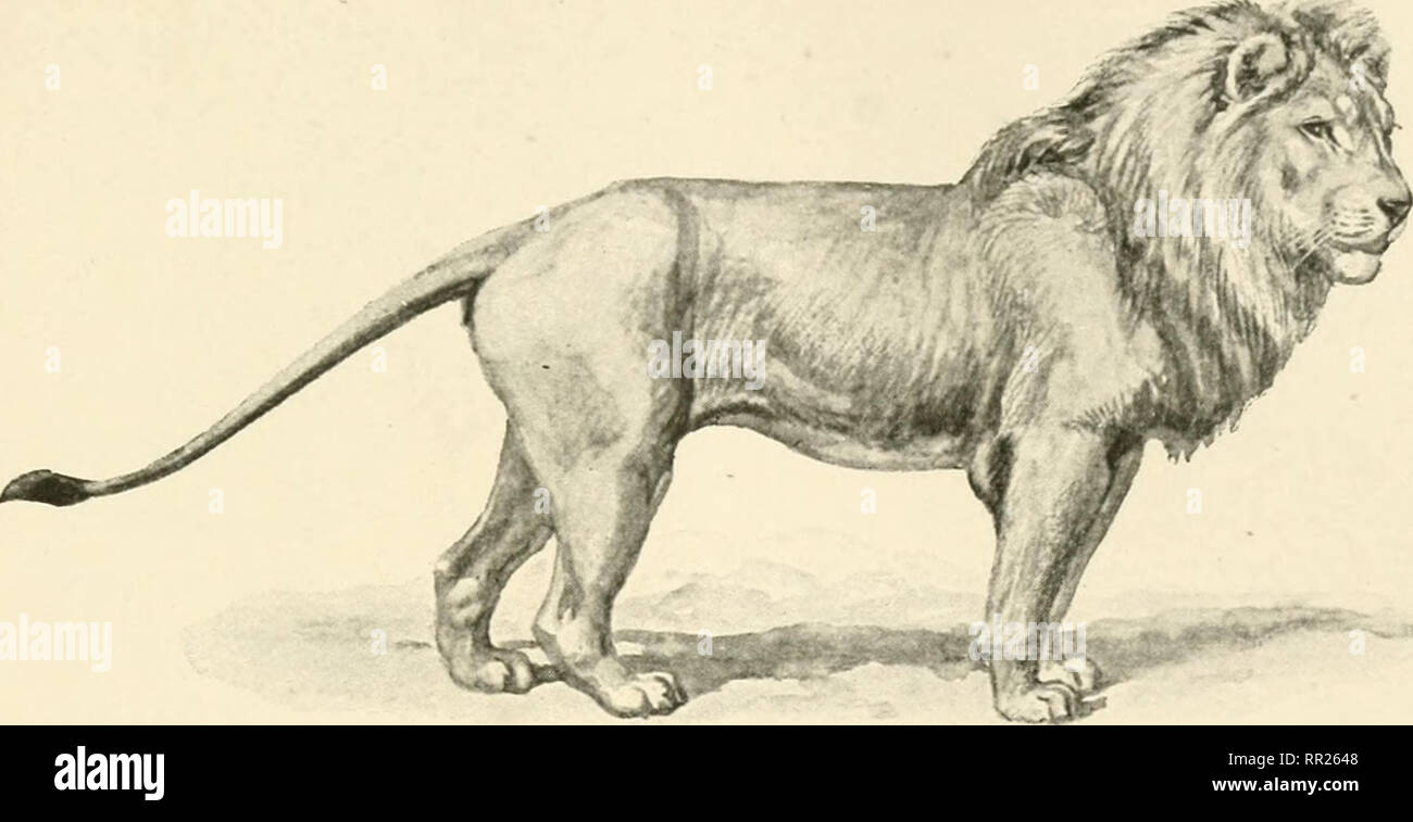 African nature notes and reminiscences. Hunting; Animal behavior. PLATE  SHOWING DIFFERENCES IN THE DEVELOPMENT OF THE MANE IN LIONS INHABITING A  COMPARATIVELY SMALL AREA OF COUNTRY IN SOUTH AFRICA. The skins