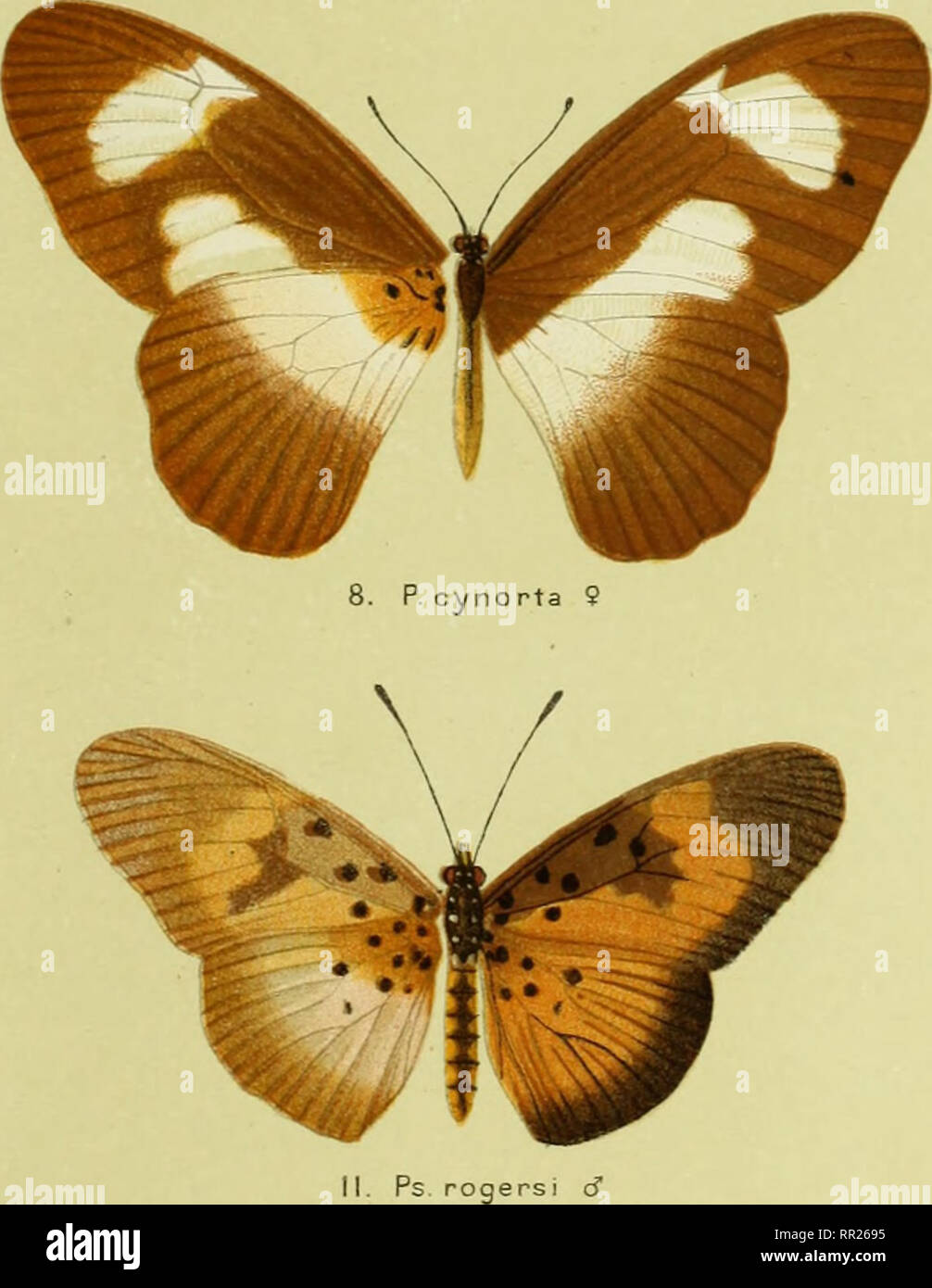 . African mimetic butterflies : being descriptions and illustrations of the principal known instances of mimetic resemblance in the Rhopalocera of the Ethiopian Region, together with an explanation of the Miullerian and Batesian theories of mimicry, and some account of the evidences on which these theories are based. Butterflies; Mimicry (Biology). 10. PI.elorqat-a 9 13. Ps. pu ha m a 9 K jSltriagham. del.. Please note that these images are extracted from scanned page images that may have been digitally enhanced for readability - coloration and appearance of these illustrations may not perfect Stock Photo