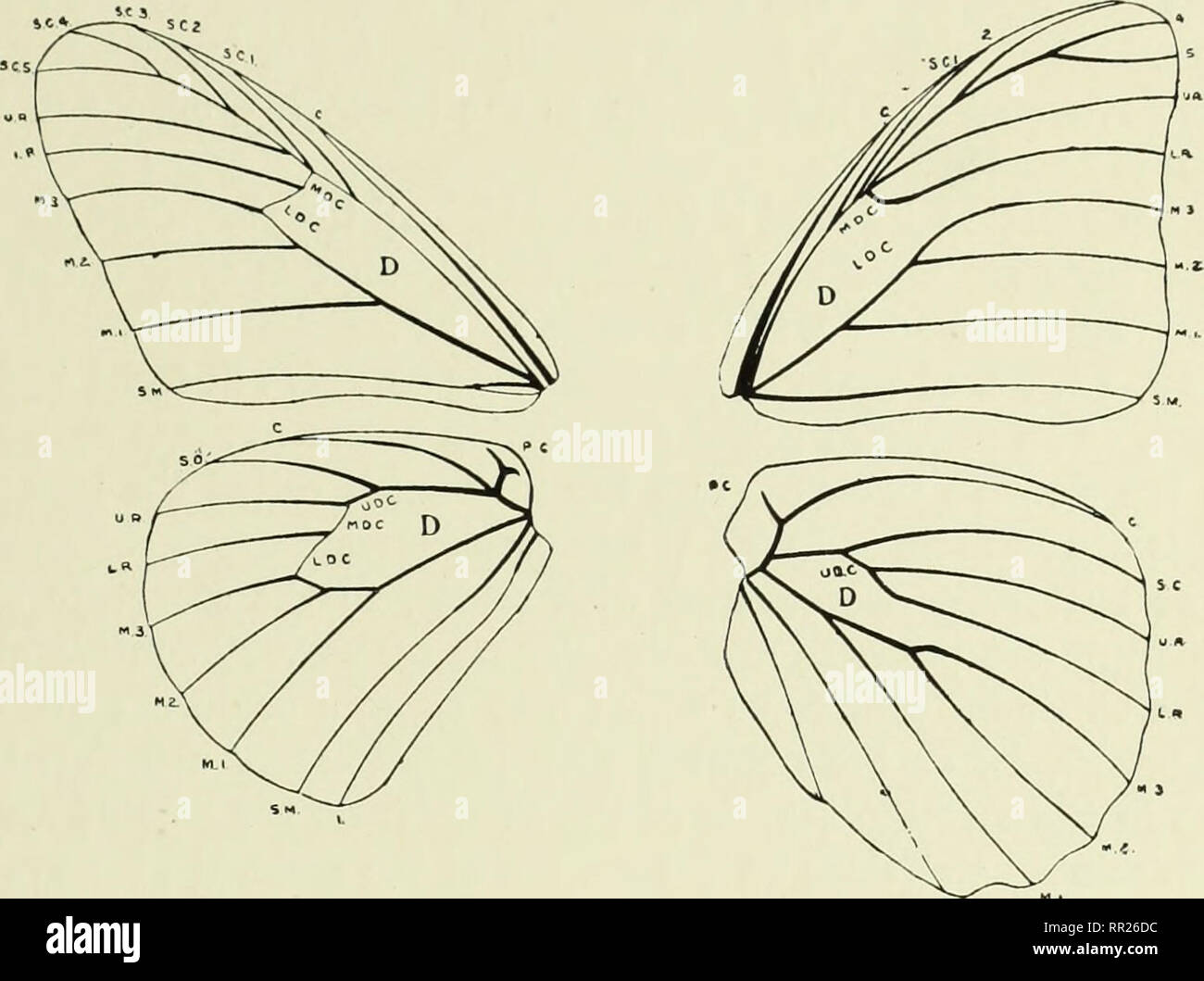 . African mimetic butterflies : being descriptions and illustrations of the principal known instances of mimetic resemblance in the Rhopalocera of the Ethiopian Region, together with an explanation of the Miullerian and Batesian theories of mimicry, and some account of the evidences on which these theories are based. Butterflies; Mimicry (Biology). INTRODUCTION 9 In the fore-wing the first nervure is a stout rib emanating from the base of the wing and extending some distance along the costa. This is the costal nervure and is without branches. Beneath this, and in close proximity, arises the su Stock Photo