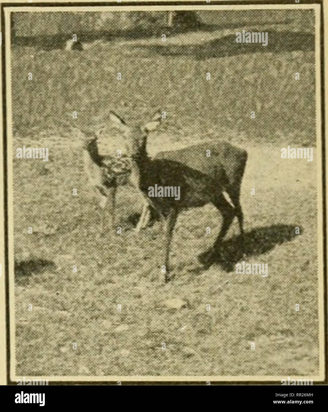 Advanced biology. Biology; Physiology; Reproduction. CHAPTER REPRODUCTION  OF ANIMALS. iV. Y. Zoological Soc. The buck has antlers. A', i'. Zoological  Sac. A doe with her fawn. Is the reproduction of an