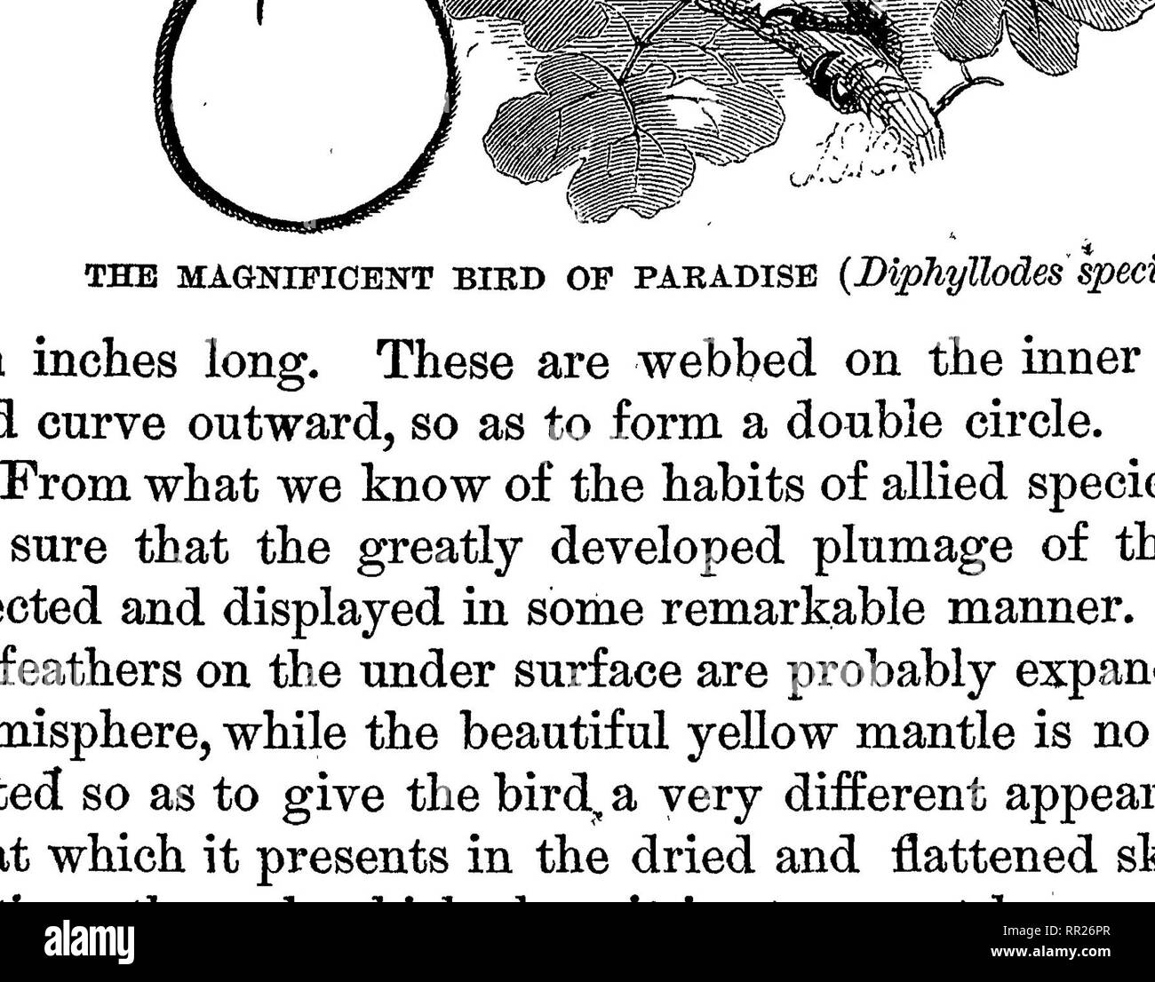 . The Malay Archipelago : the land of the oranguatan, and the bird of paradise. A narrative of travel, with studies of man and nature. Natural history; Ethnology. The Supeeb Bikd of Paeadise. 563 A still more rare and beautiful species than tlie last is the Diphyllodes wilsoni, described by Mr. Cassin from a native skin in the rich museum of Philadelphia. The same bird was afterward named &quot;Diphyllodes respublica&quot; by Prince Bona- parte, and still later, &quot; Schlegelia calva,&quot; by Dr. Bernstein, who was so fortunate as to obtain fresh specimens in Waigiou. In this species the up Stock Photo
