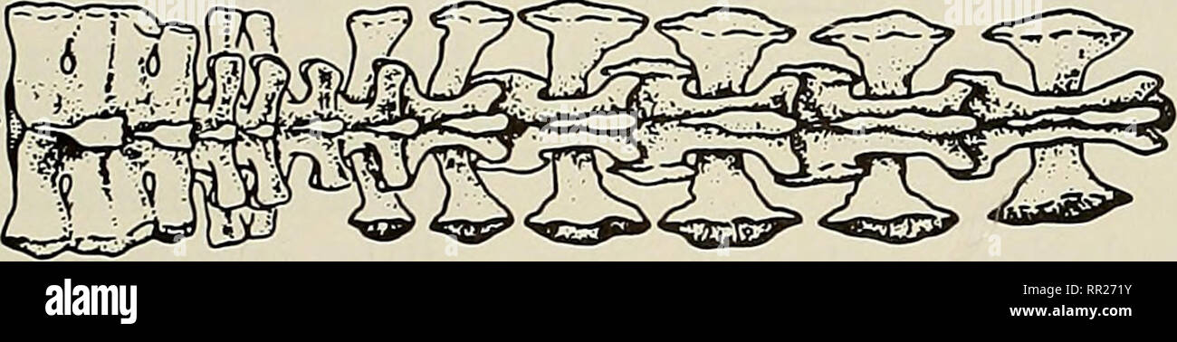 Brucellar spondylodiscitis in the cervical region biology essay 03 picture
